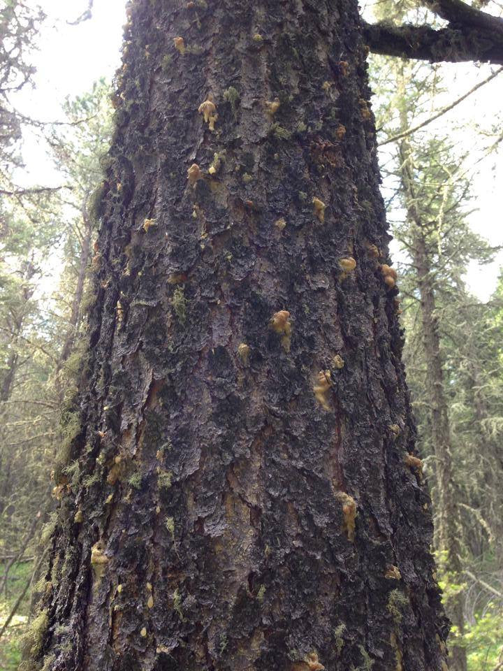 SPLAT Verb Caulking tube for Mountain Pine Beetle - ISCA Technologies
 - 4