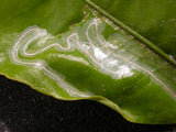 Citrus Leafminer Starter Kit - ISCA Technologies
 - 2