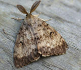 Gypsy Moth - IT041 - ISCA Technologies
 - 2